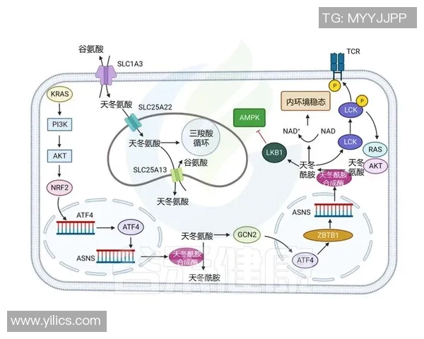 拉波尔特的传奇人生与科学探索之旅：从基础研究到应用创新的启示